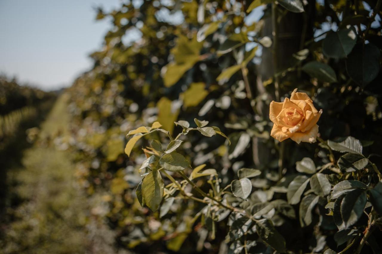 Agriturismo Albafiorita Vendégház Latisana Kültér fotó