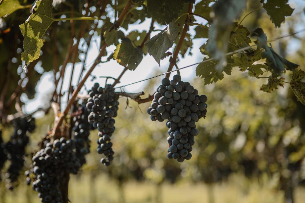 Agriturismo Albafiorita Vendégház Latisana Kültér fotó